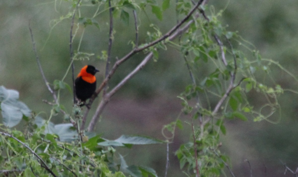 Black Bishop - ML593082651