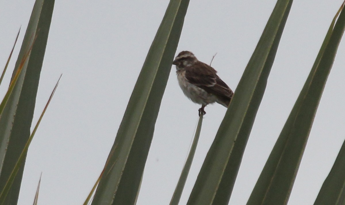 Reichenow's Seedeater - ML593082681