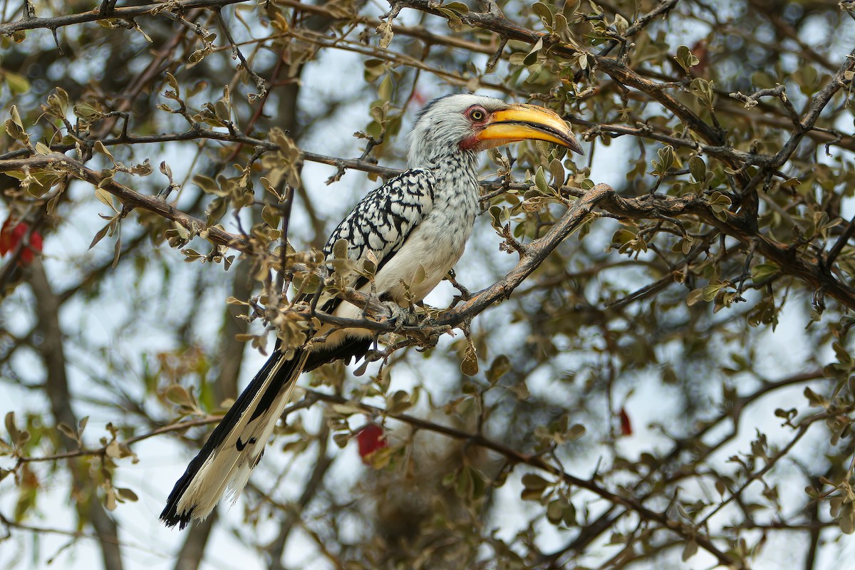 Southern Yellow-billed Hornbill - ML593082761