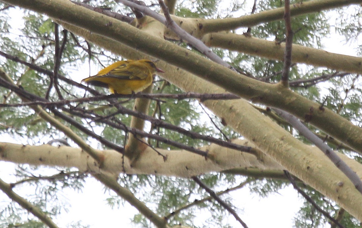 African Golden Oriole - ML593082791