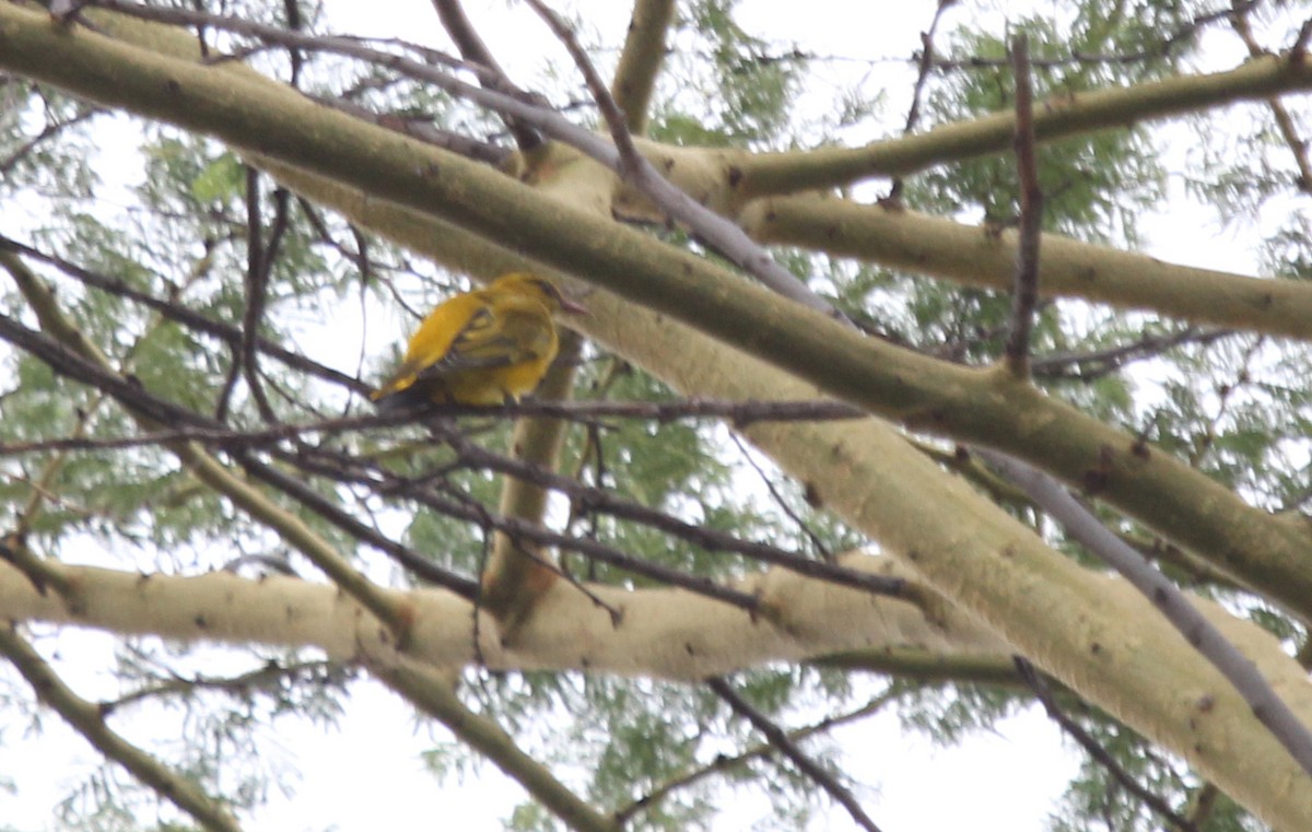 African Golden Oriole - ML593082801