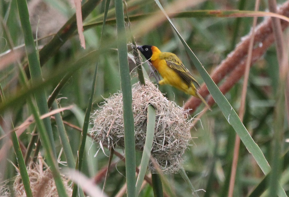 Lesser Masked-Weaver - ML593083131