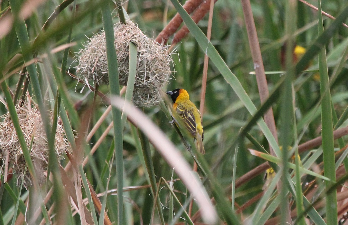 Lesser Masked-Weaver - ML593083141