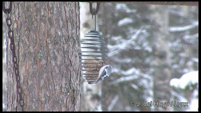 Mésange azurée - ML593083151