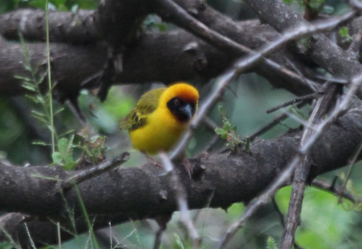 Vitelline Masked-Weaver - ML593083171