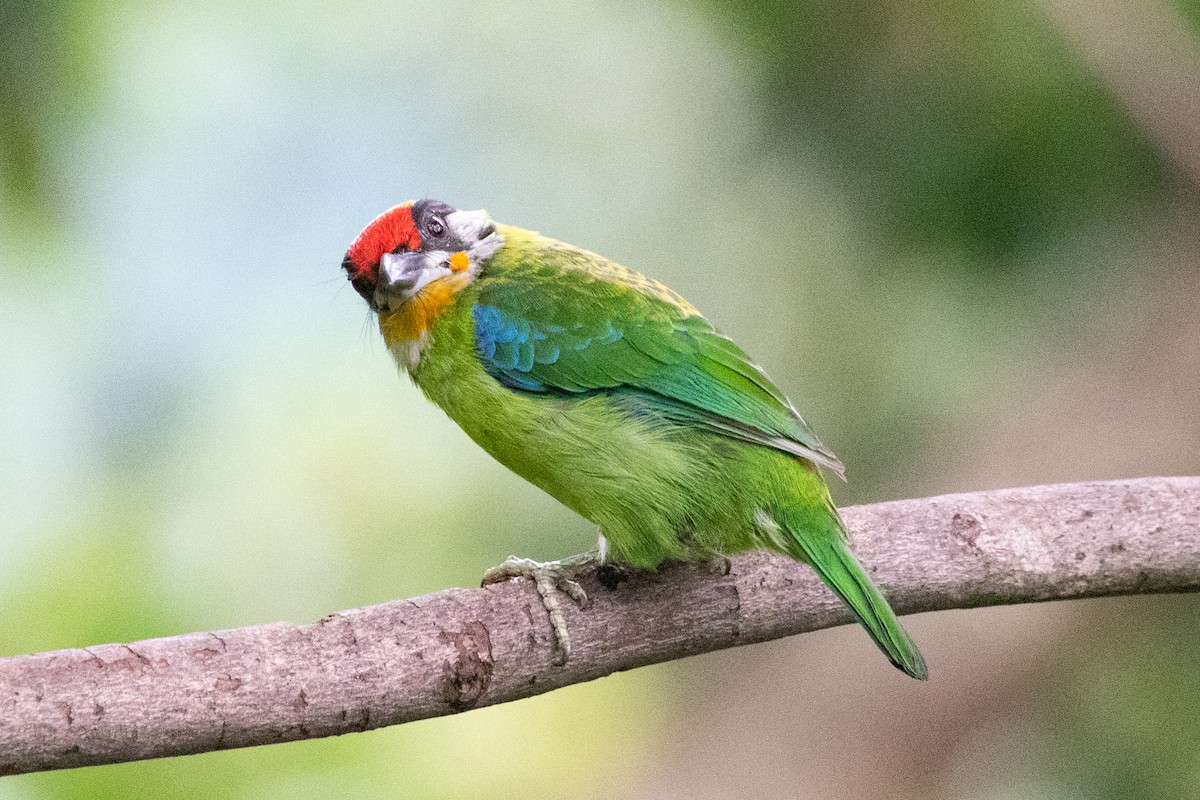 barbet žlutohrdlý (ssp. franklinii) - ML593083331