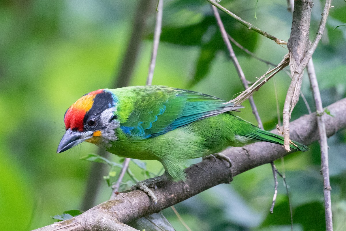 barbet žlutohrdlý (ssp. franklinii) - ML593083371