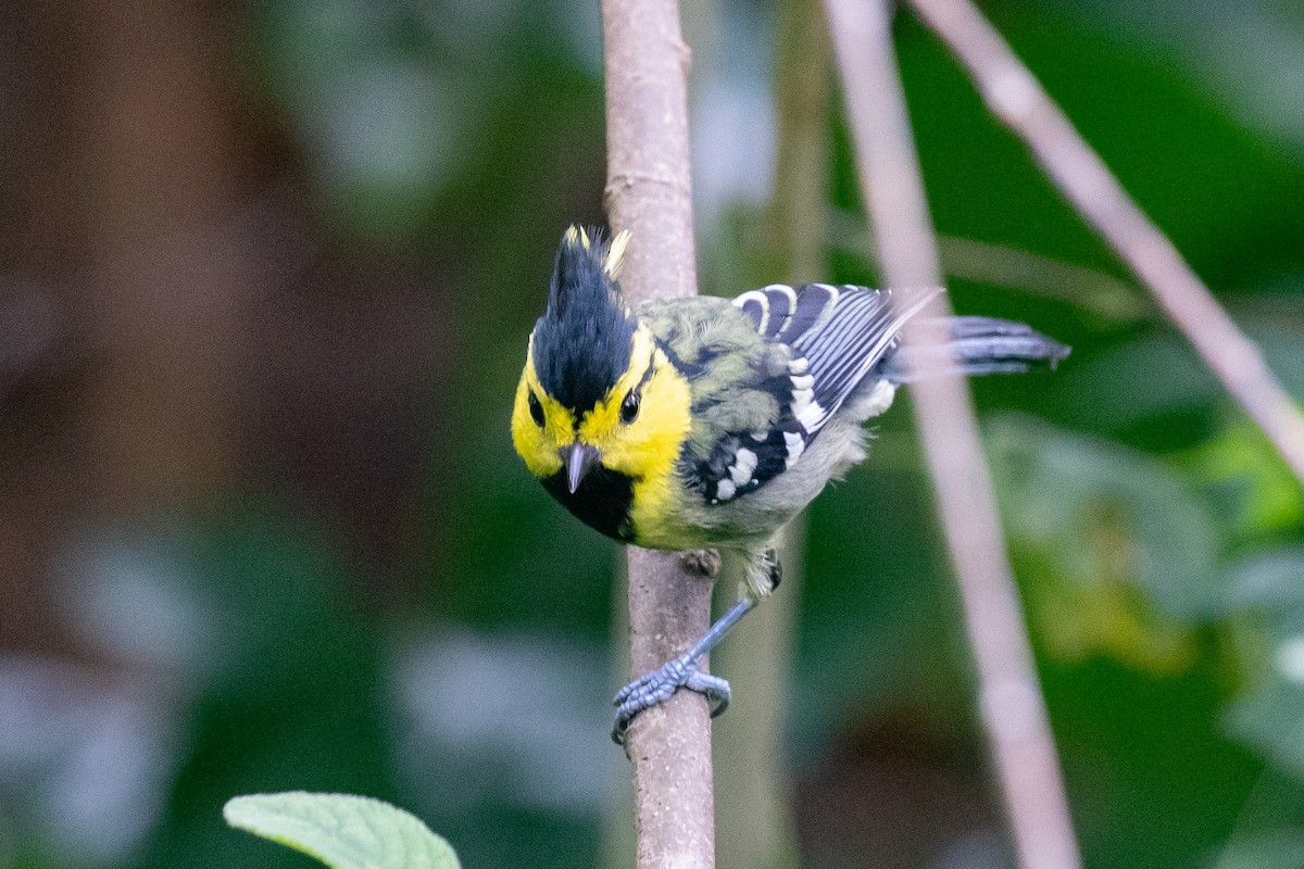 Yellow-cheeked Tit - ML593084511