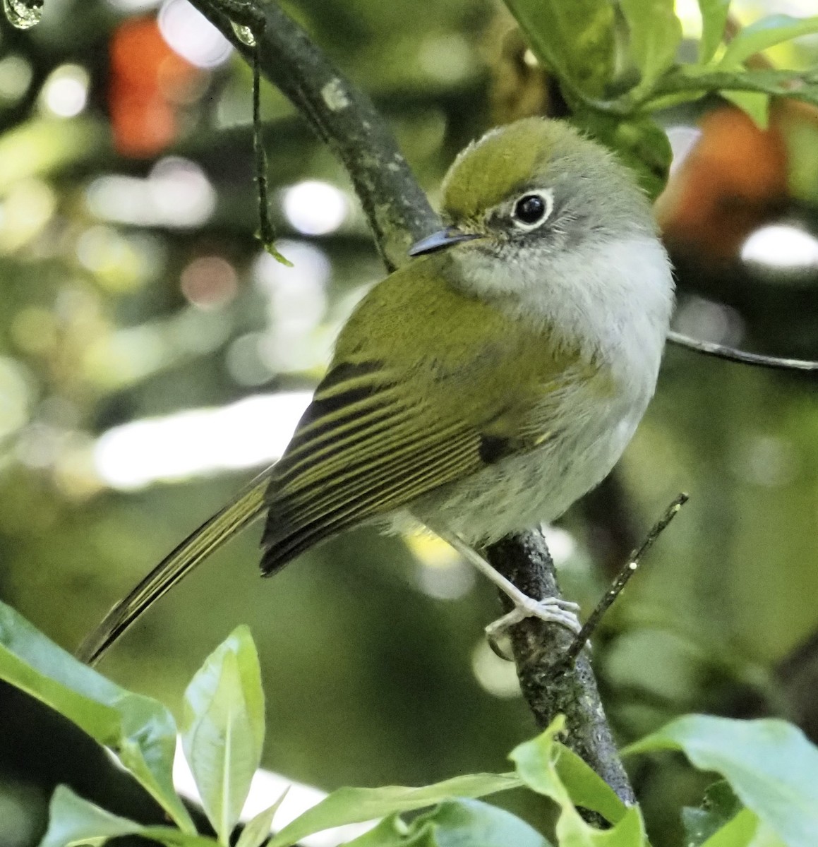 Orejerito de Serra Do Mar - ML593084581