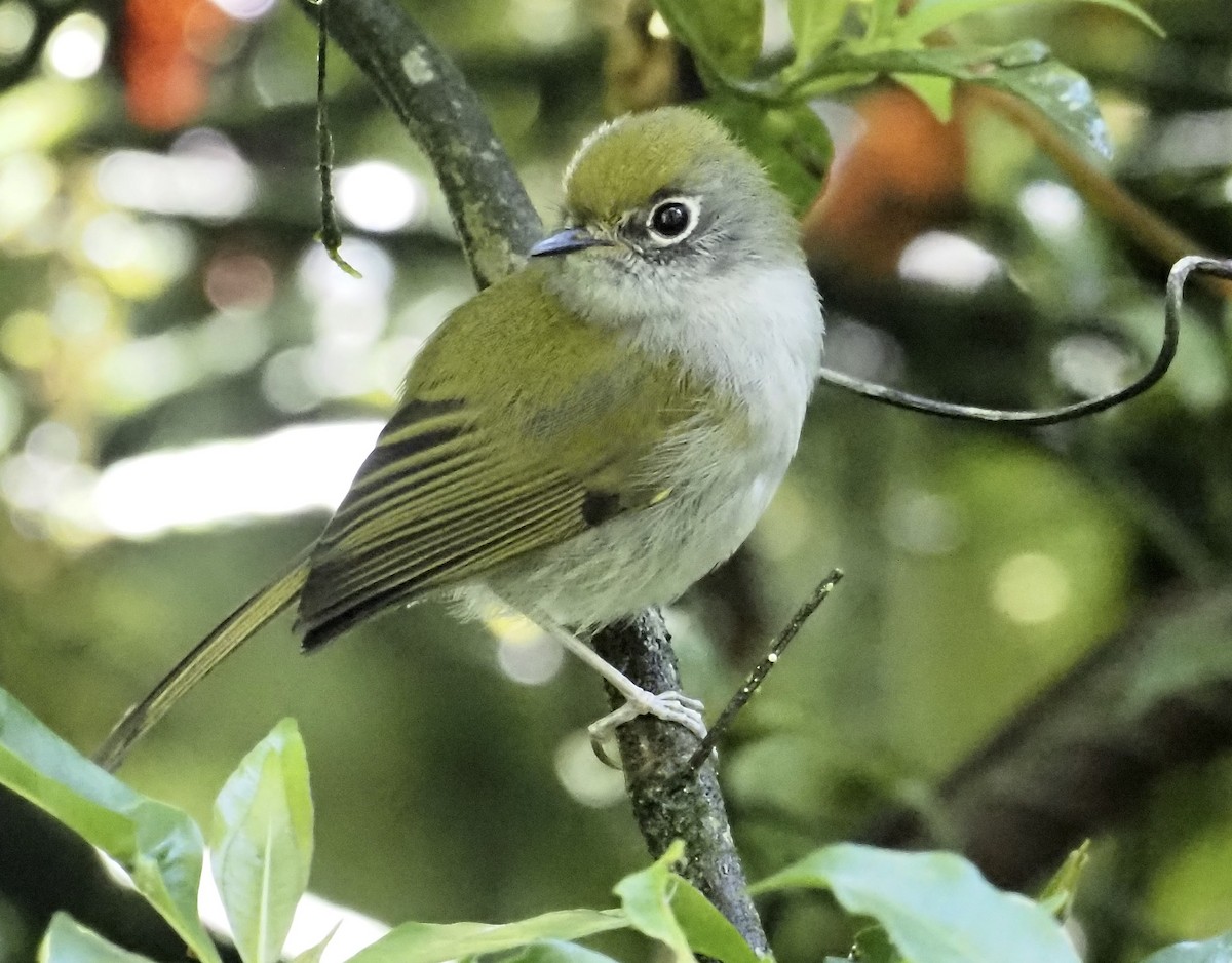 Tyranneau des Ihering - ML593084591