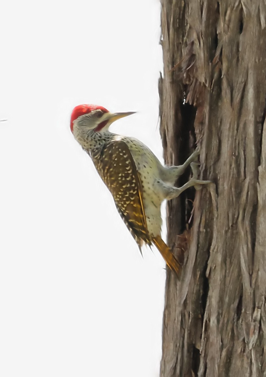 Reichenow's Woodpecker - Gareth Hughes
