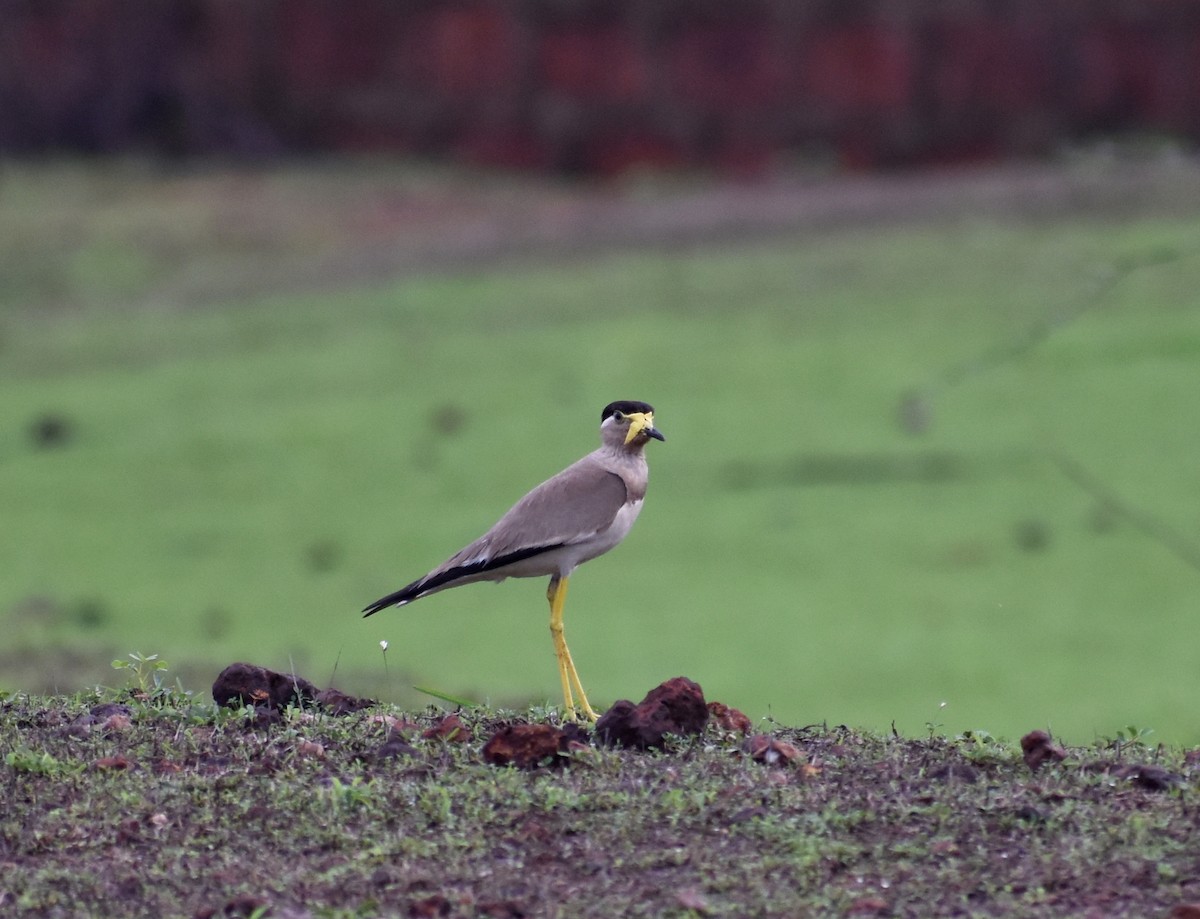 Yellow-wattled Lapwing - ML593085871