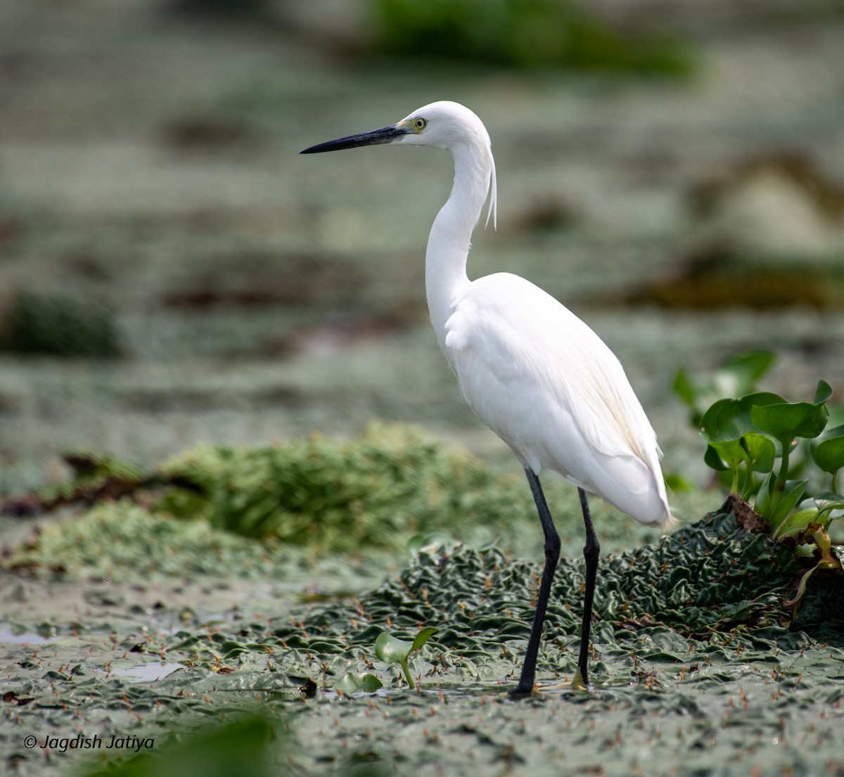 Little Egret - ML593086711