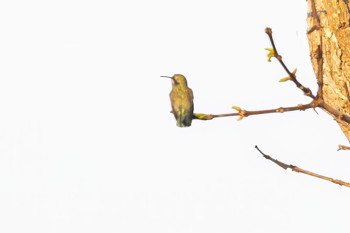 kolibřík rudozobý - ML593087081