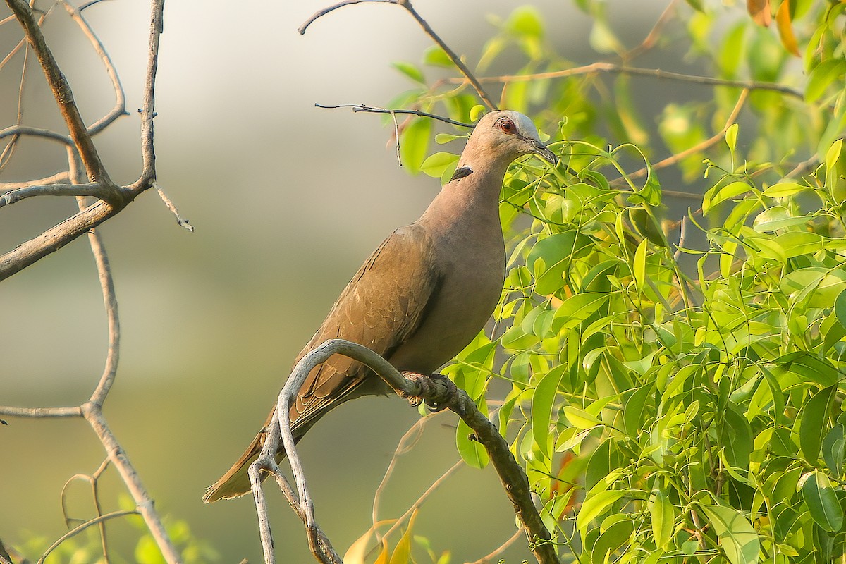 Red-eyed Dove - ML593087101