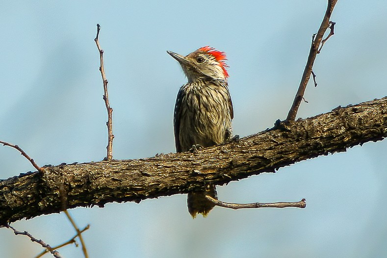Cardinal Woodpecker - ML593087311