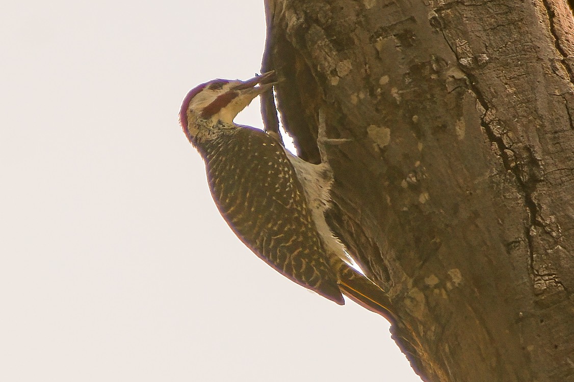 Bennett's Woodpecker - ML593087341