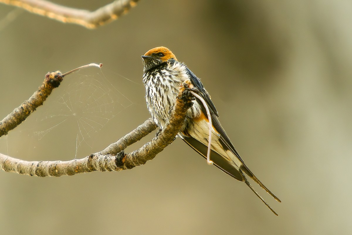 Lesser Striped Swallow - ML593087501