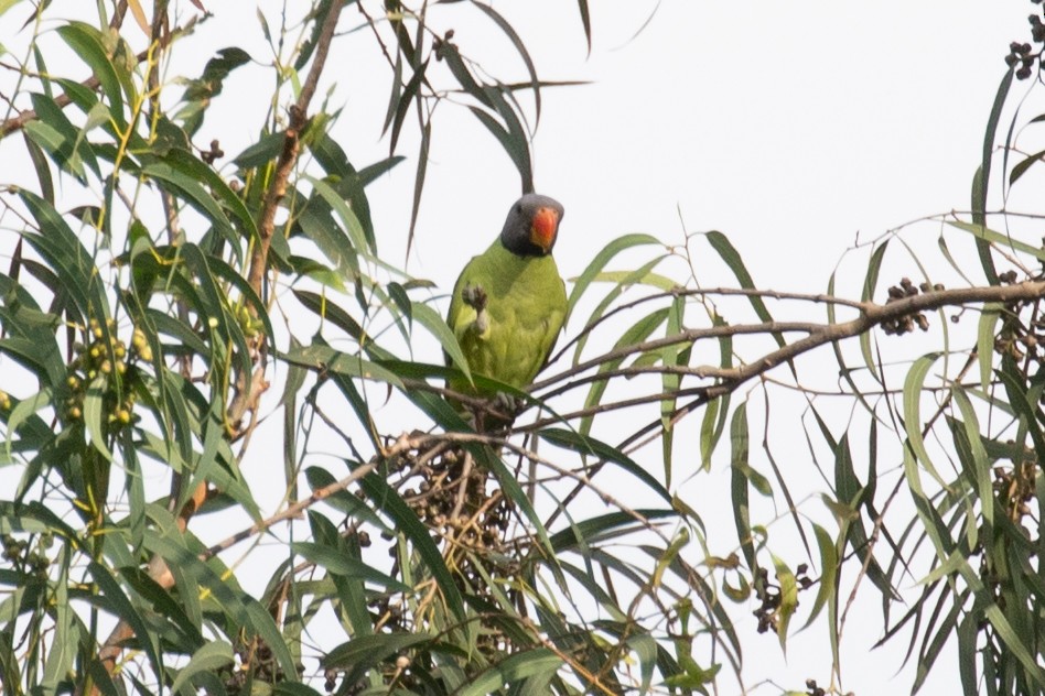 Finsch Yeşil Papağanı - ML593088311