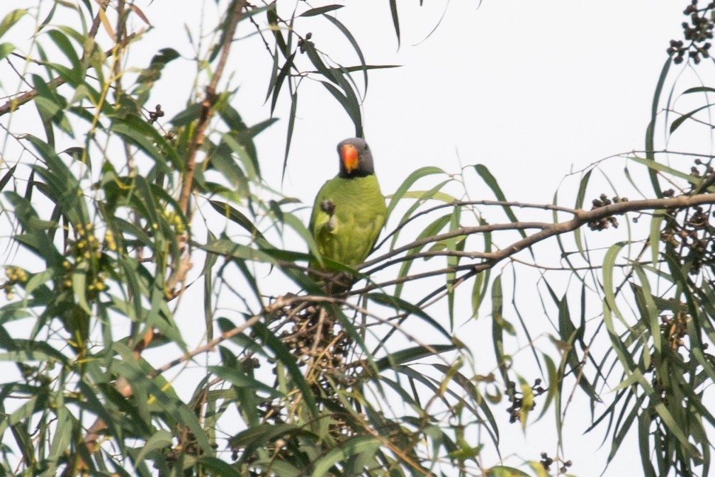 Finsch Yeşil Papağanı - ML593088321