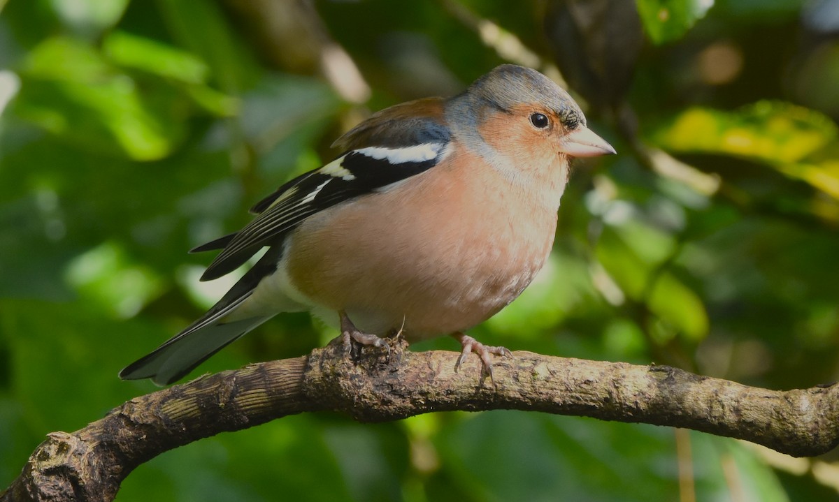 Common Chaffinch - ML593088621