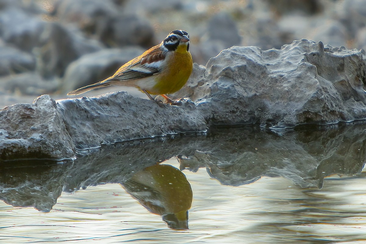 Golden-breasted Bunting - ML593088701