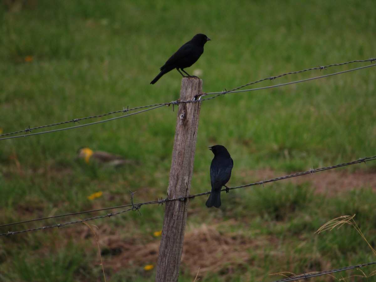 Shiny Cowbird - ML593089891