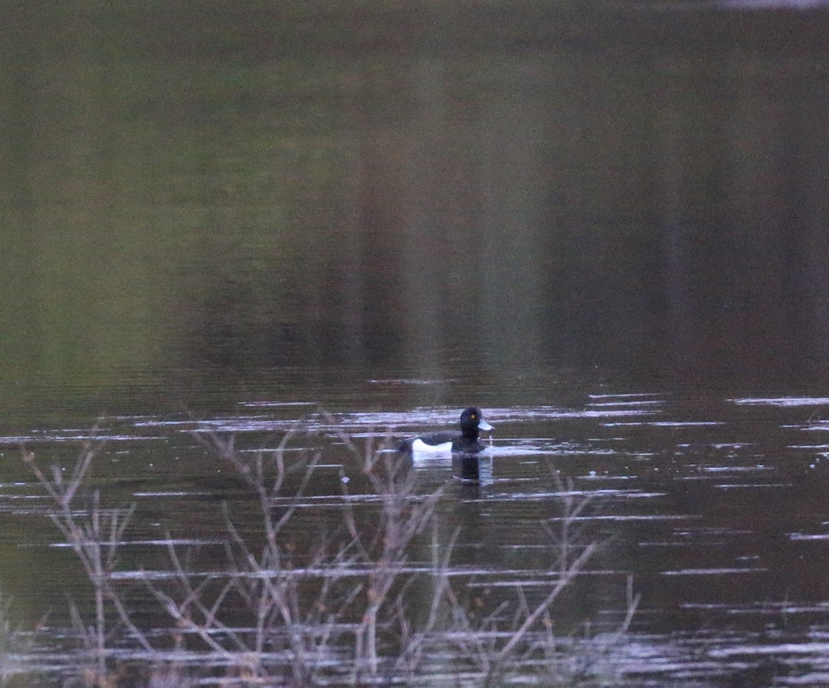 Tufted Duck - ML59309051