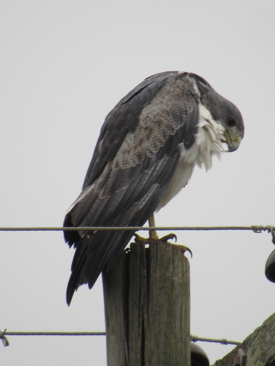 Black-chested Buzzard-Eagle - ML593090761