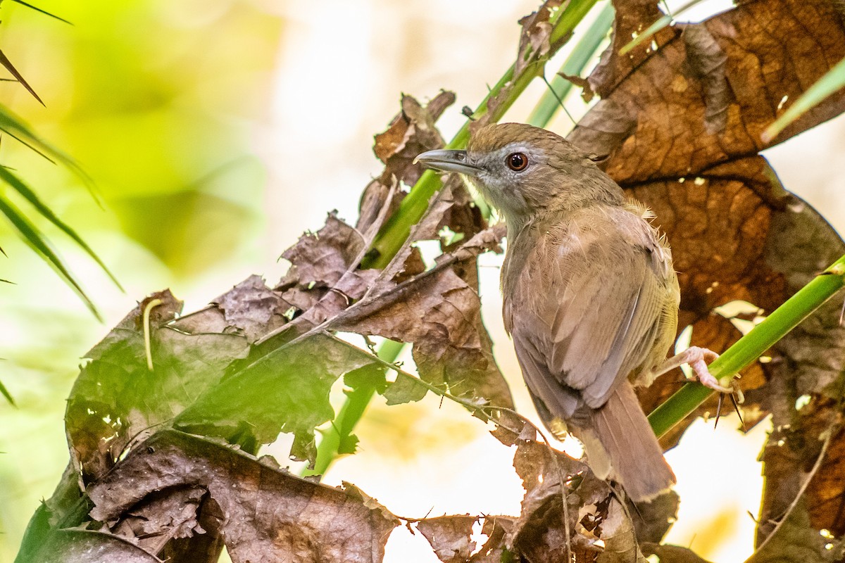 Abbott's Babbler - ML593091081