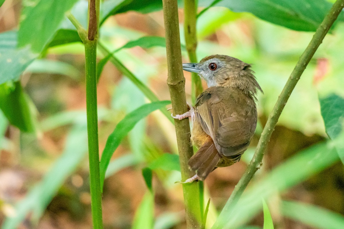 Abbott's Babbler - ML593091091