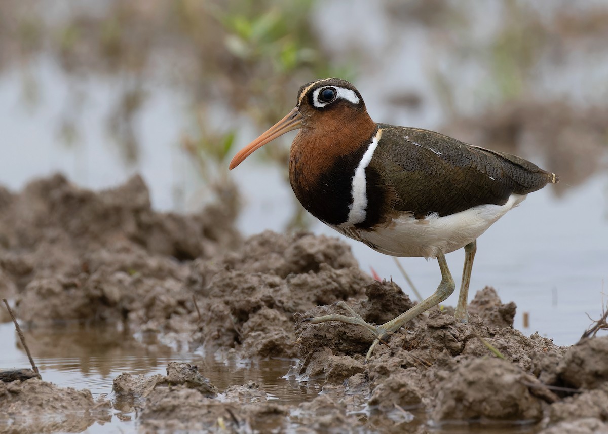 Greater Painted-Snipe - ML593091731