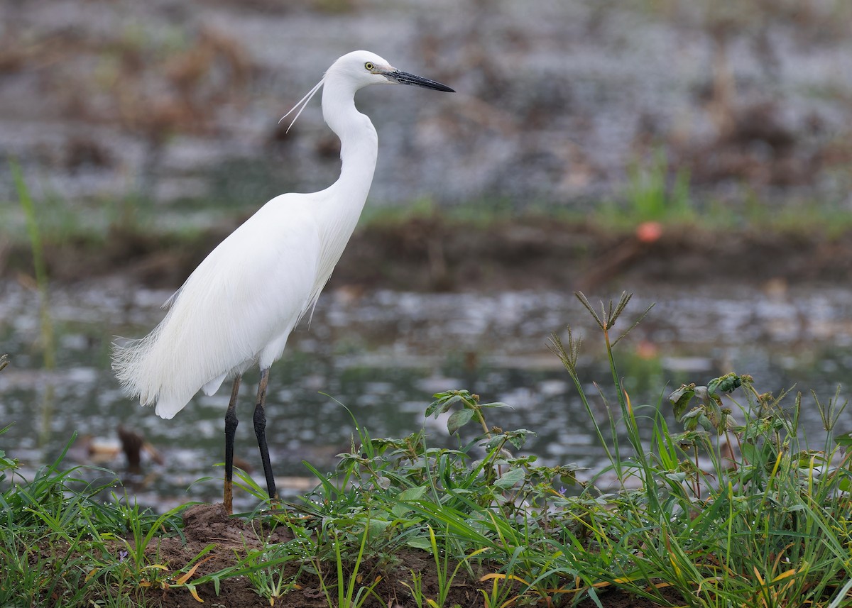 Little Egret (Western) - ML593091911