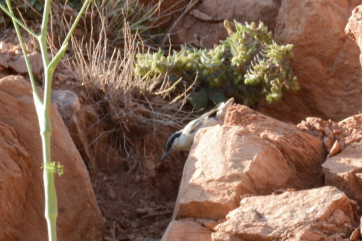 Western Rock Nuthatch - ML593092581