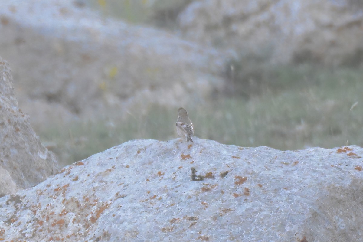 Mongolian Finch - ML593092711