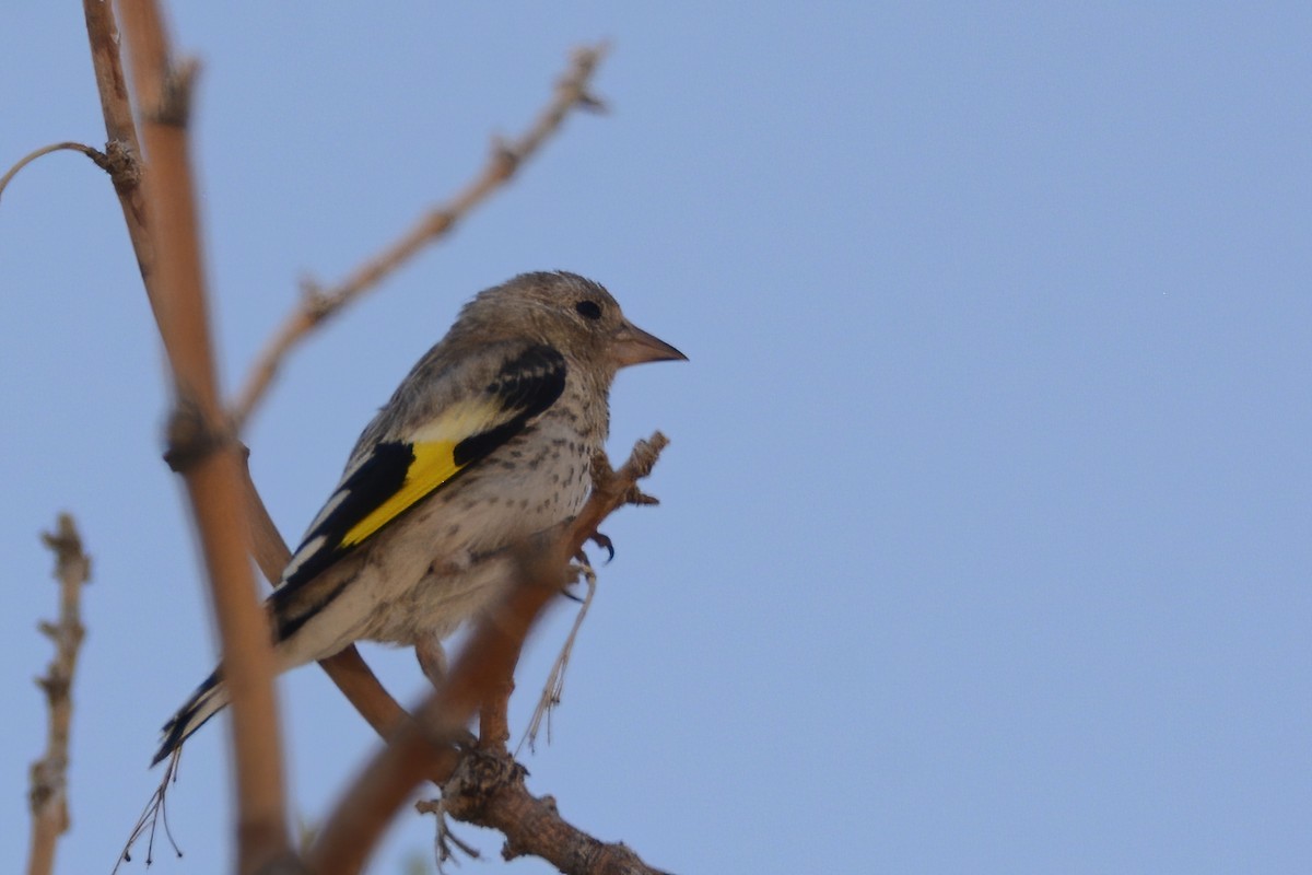 European Goldfinch - ML593092771