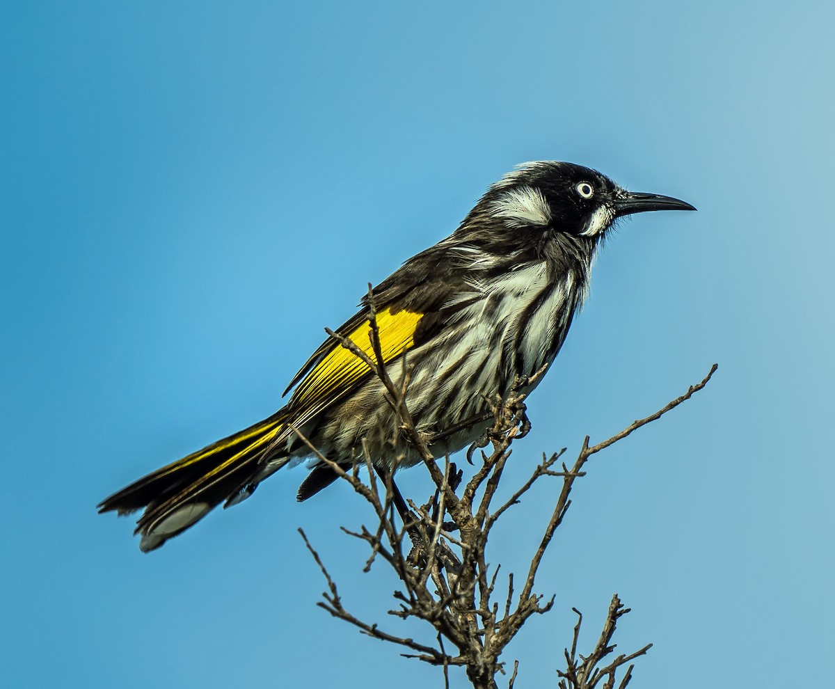 New Holland Honeyeater - Russell Scott