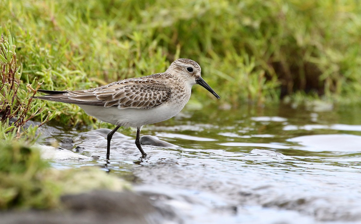 Baird's Sandpiper - ML593093611