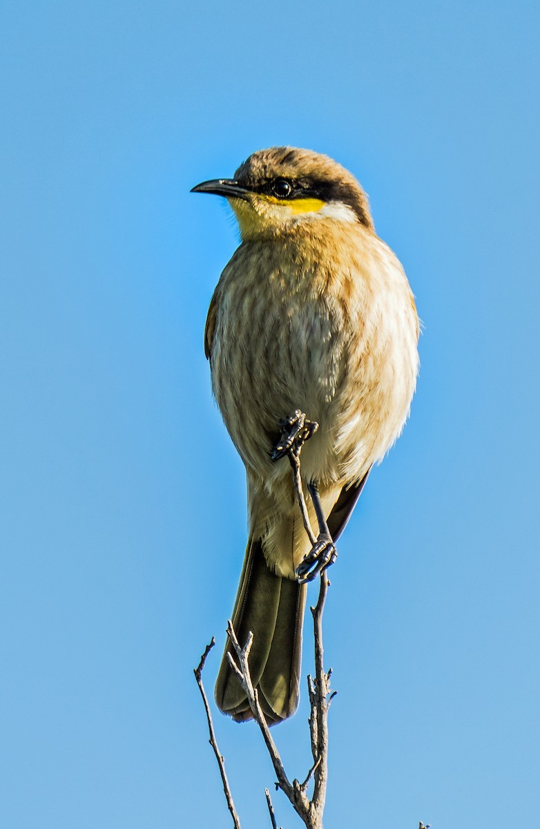 Singing Honeyeater - Russell Scott