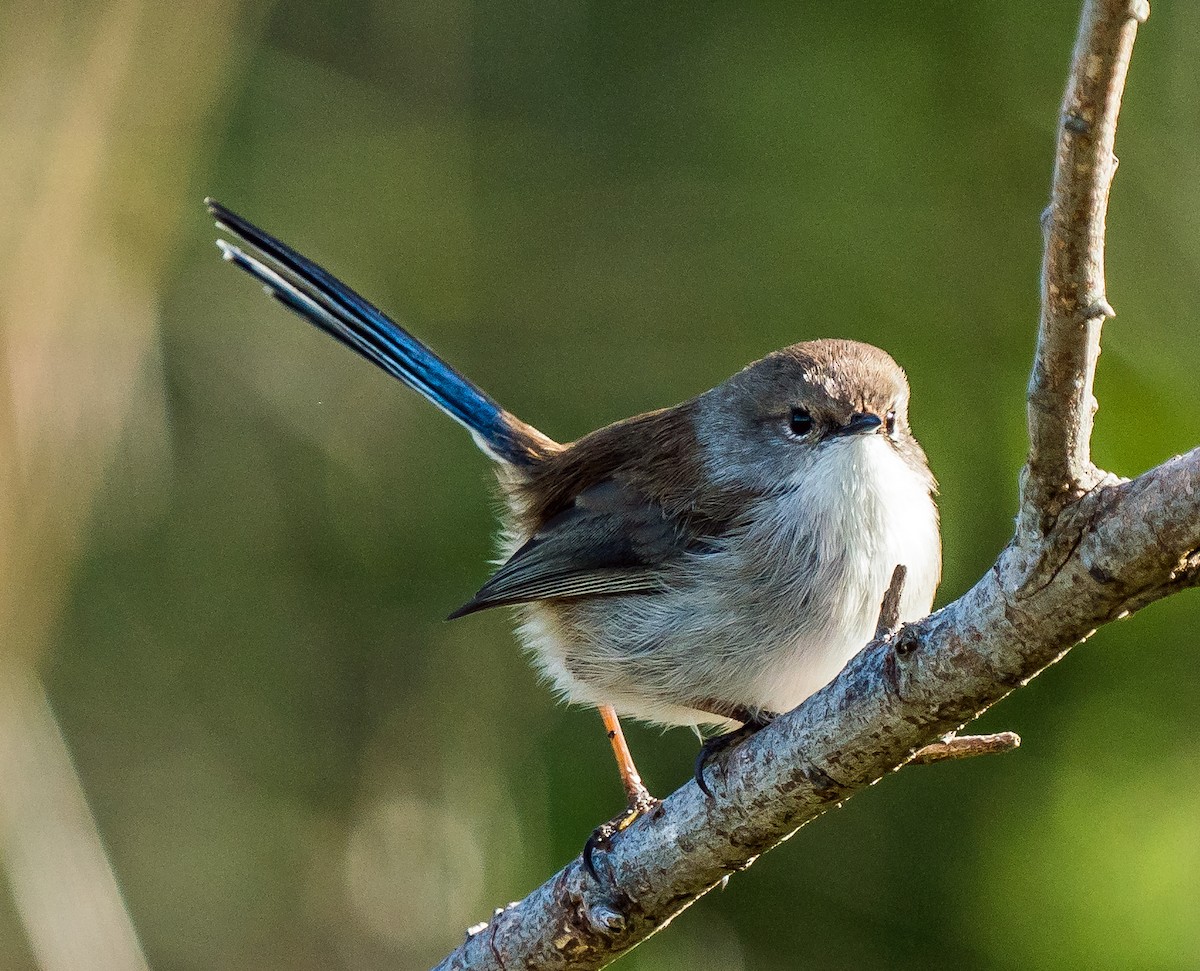 Superb Fairywren - Russell Scott