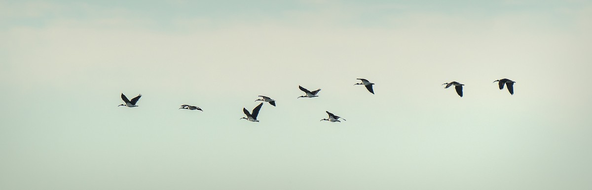 Straw-necked Ibis - Russell Scott