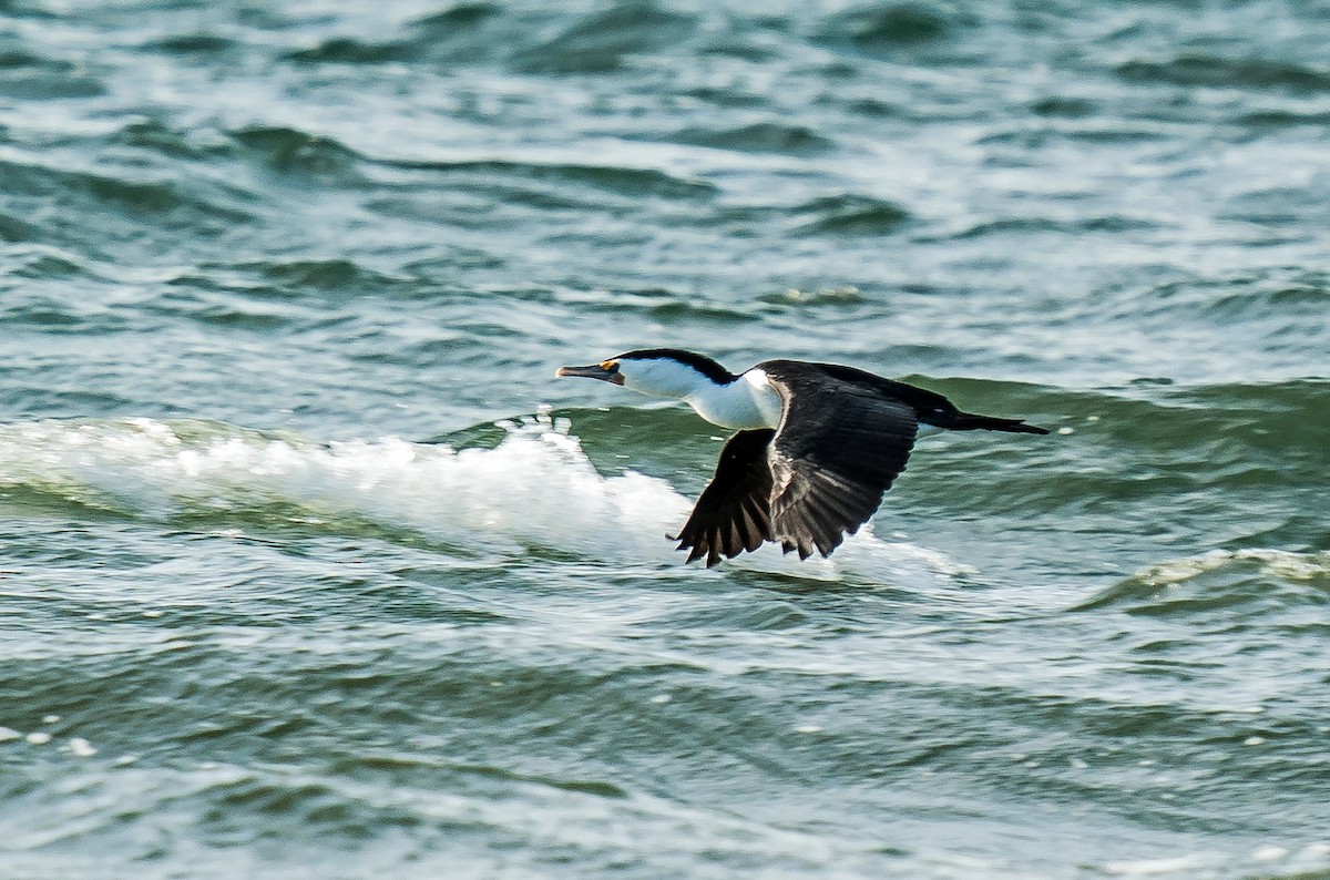 Pied Cormorant - ML593093711