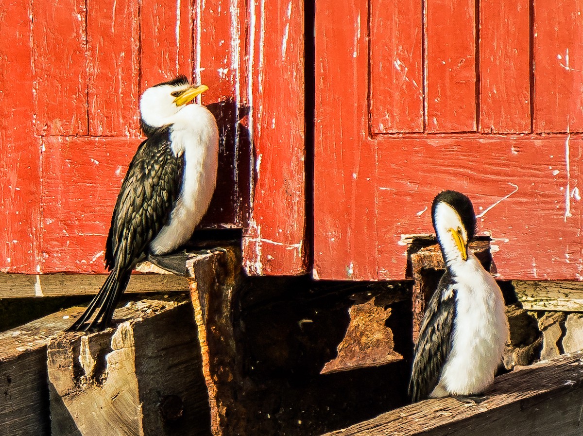 Little Pied Cormorant - ML593093741