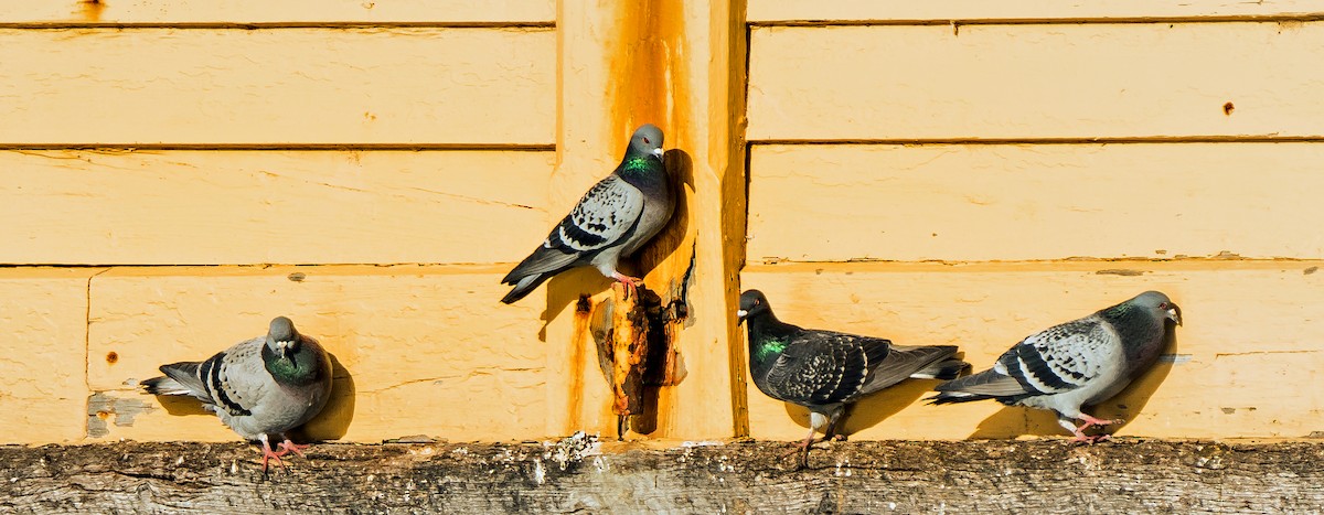 Rock Pigeon (Feral Pigeon) - Russell Scott