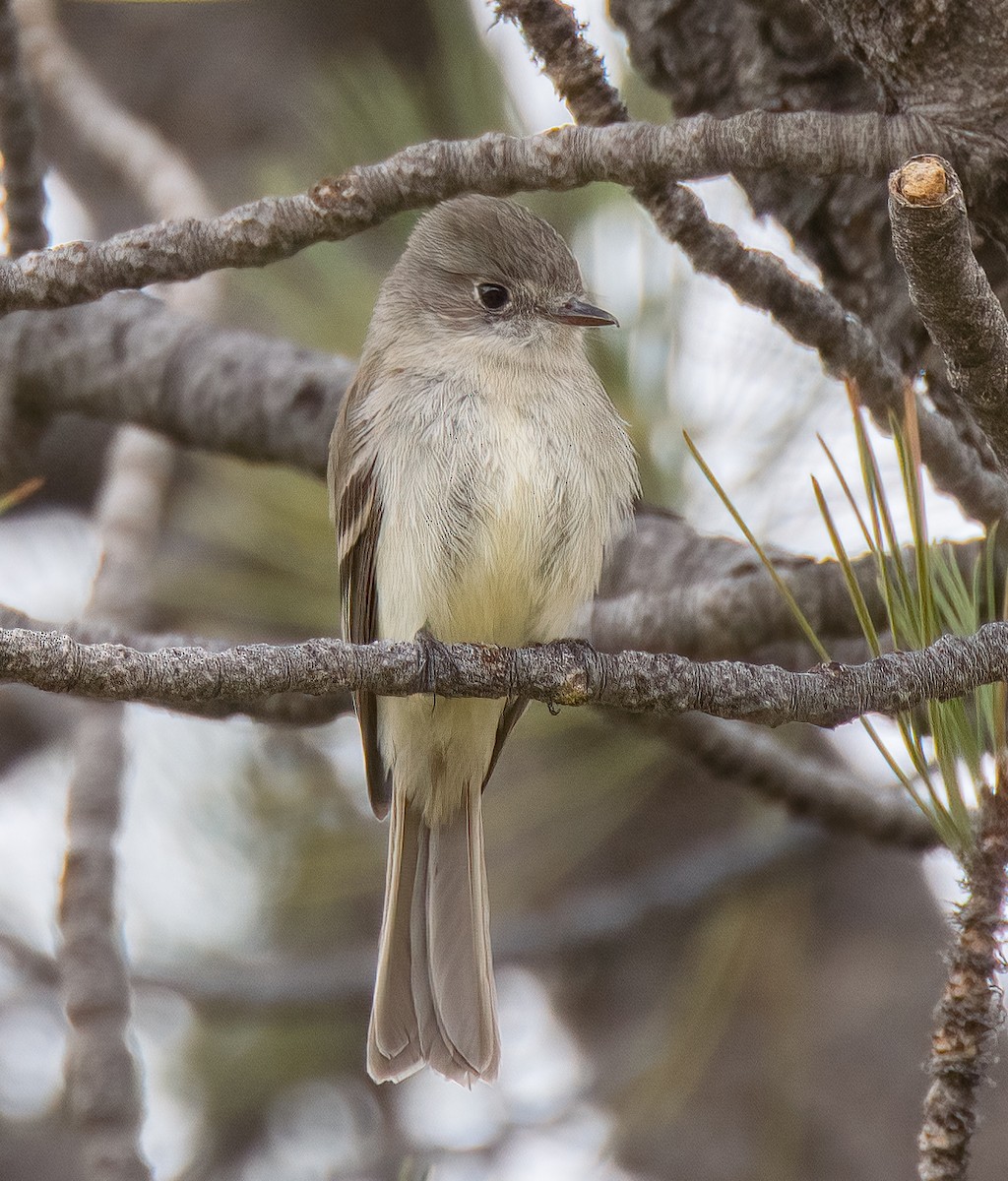 Dusky Flycatcher - ML593093941