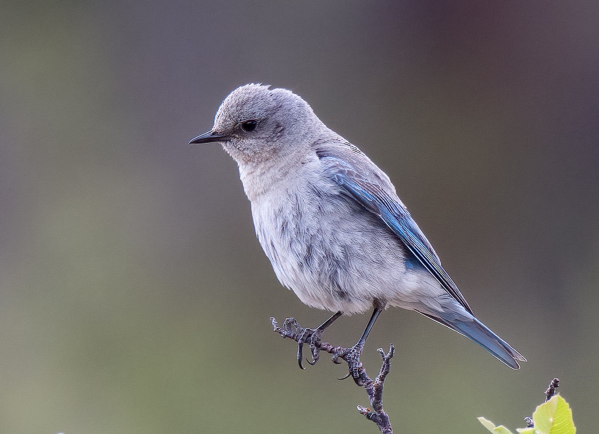 Mountain Bluebird - ML593093951