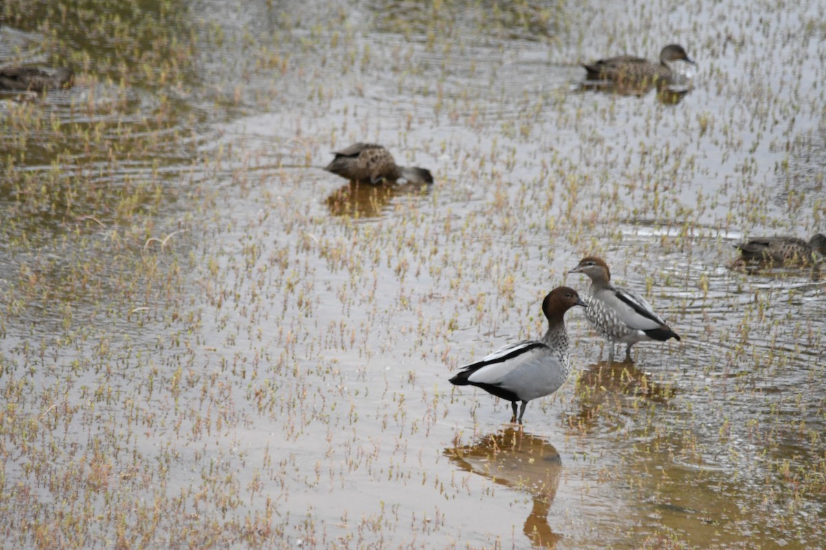 Maned Duck - ML593094001