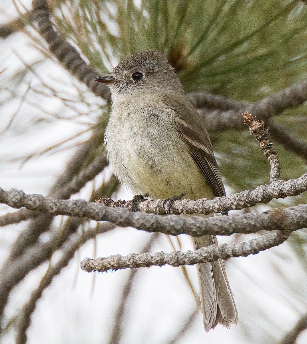 Dusky Flycatcher - ML593094041