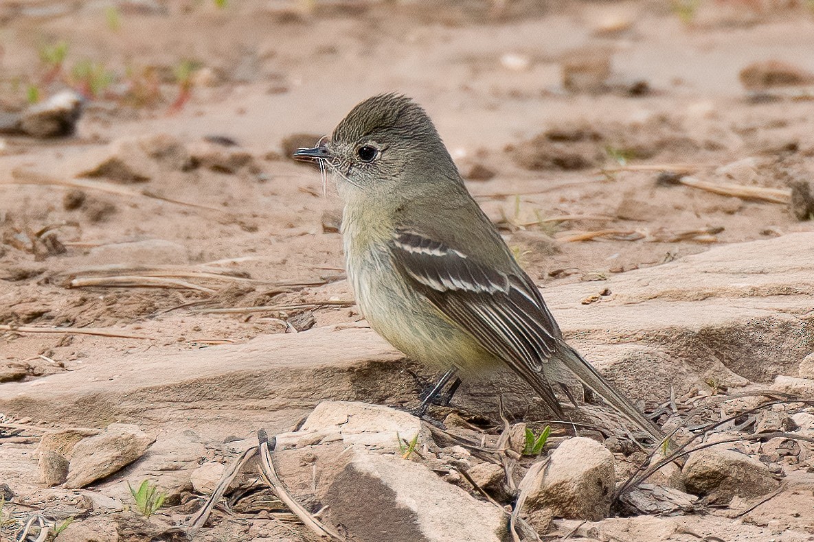 Dusky Flycatcher - ML593094061