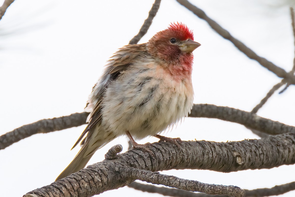 Cassin's Finch - ML593094111